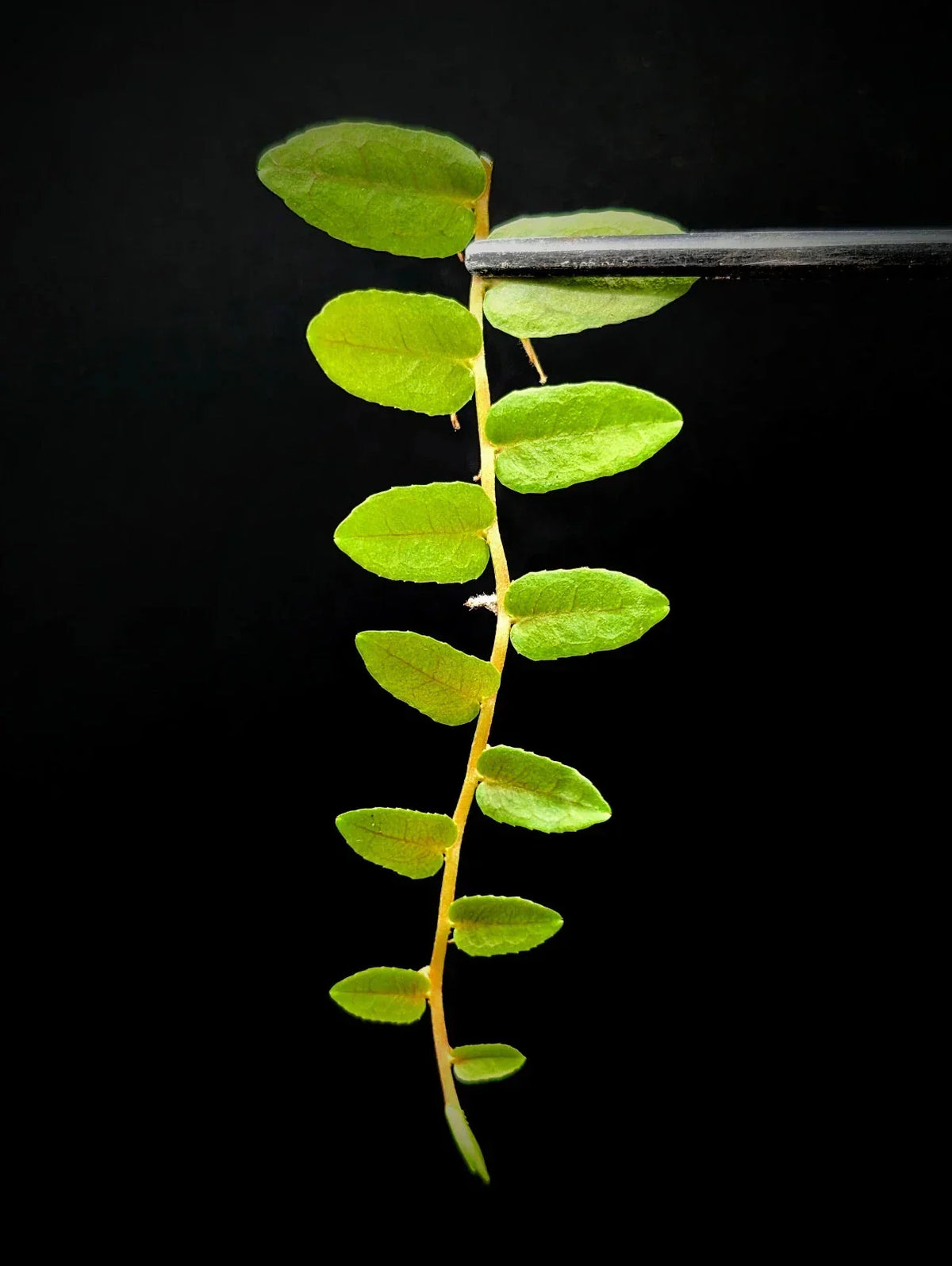 Marcgravia sp Bastimentos Cutting - 10-Leaf Tropical Terrarium Plant for Indoor Decor