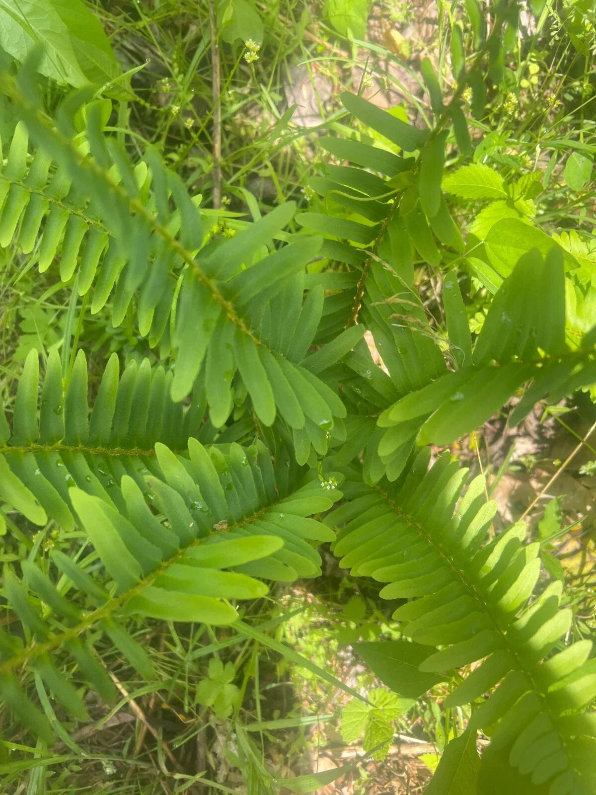 Live Christmas Fern Root - Bare Root Woodland Perennial - Polystichum acrostichoides Native to Smoky Mountains