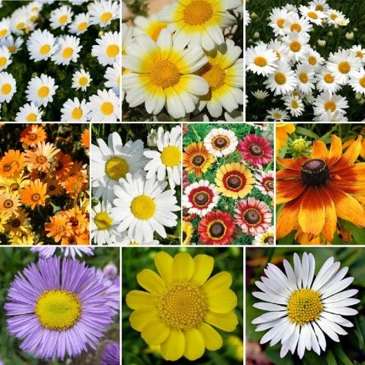 Daisy Wildflower Seed Mix - 10 Species Variety Packet for Colorful Garden Blooms
