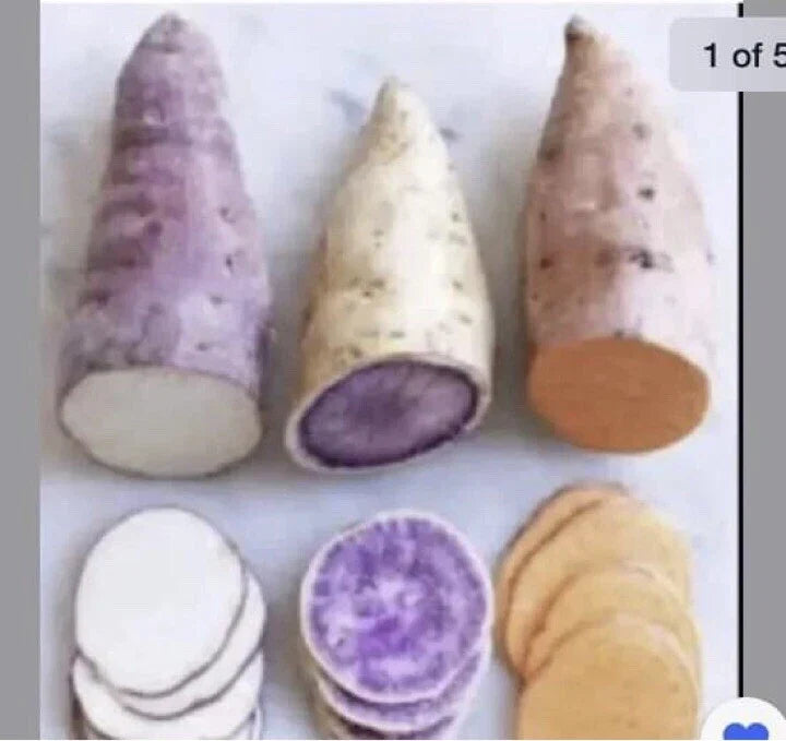 Sweet Potato Slips 15 Count - Beauregard, Japanese Red & Okinawa Varieties for Planting