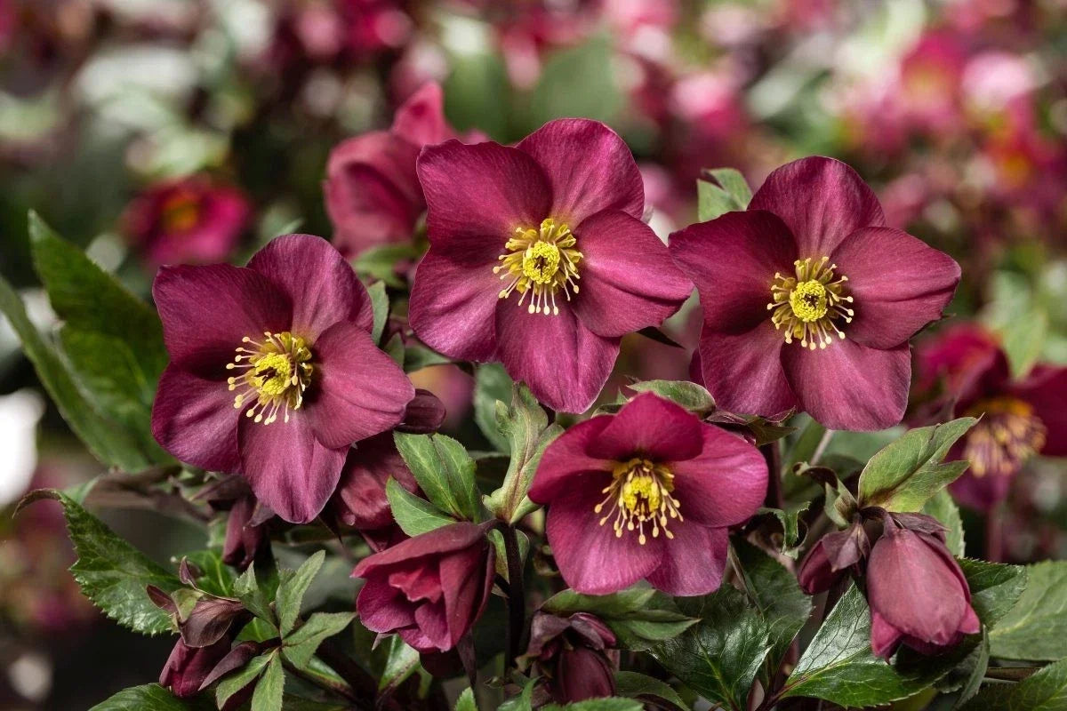 Ice N Roses Hellebore Plants – 1-Gallon Potted, Winter Bloomer, Helleborus x hybridus, Perennial Flowering Plant