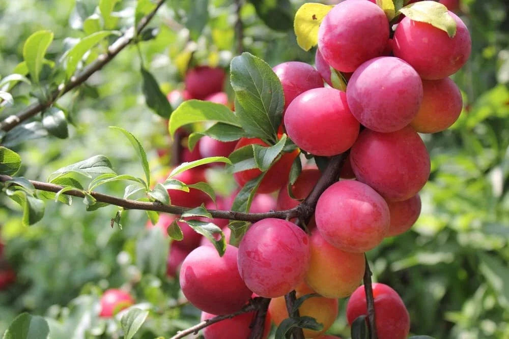 Plum Fruit Tree Seeds - Prunus Americana - USA Grown, Deciduous Tree, Home Garden, Fruit Bearing, 10 Seeds