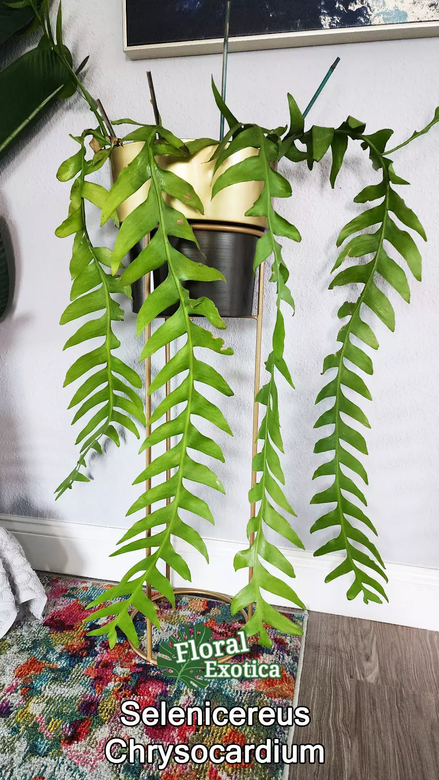 Selenicereus Chrysocardium Cuttings – 3 Unrooted Sharktooth Fern Plant Clippings for Indoor Garden Decor