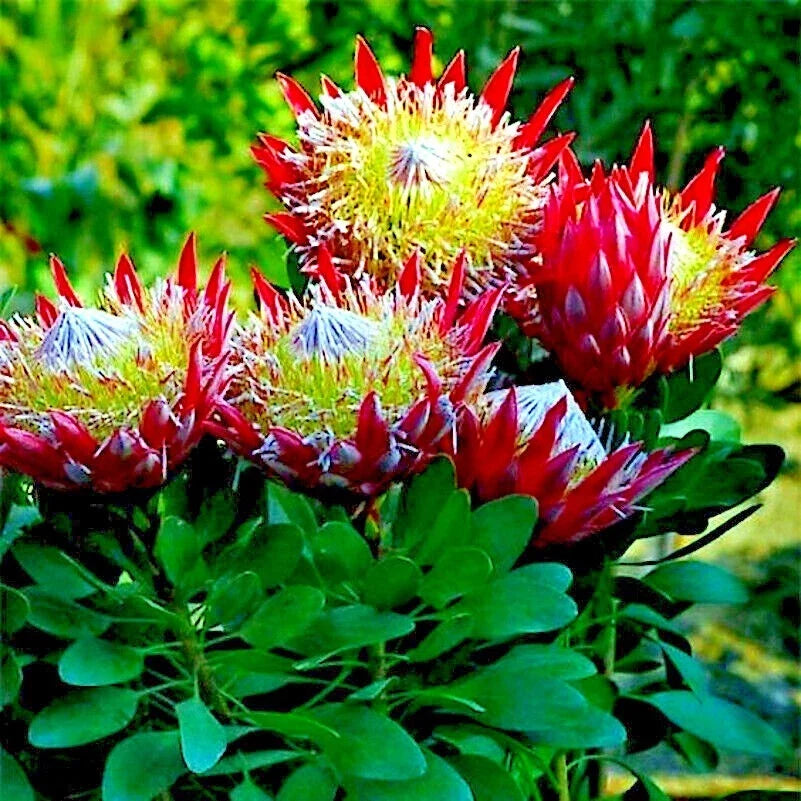 King Protea Seeds - 5 Pack - Rare Cynaroides with 12-inch Flowers - Exotic Garden Plant - Protea cynaroides