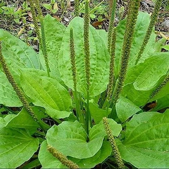 Organic Bare Root Plantago Major Broadleaf Plantain Herbaceous Perennial 3-4 Inch Plants