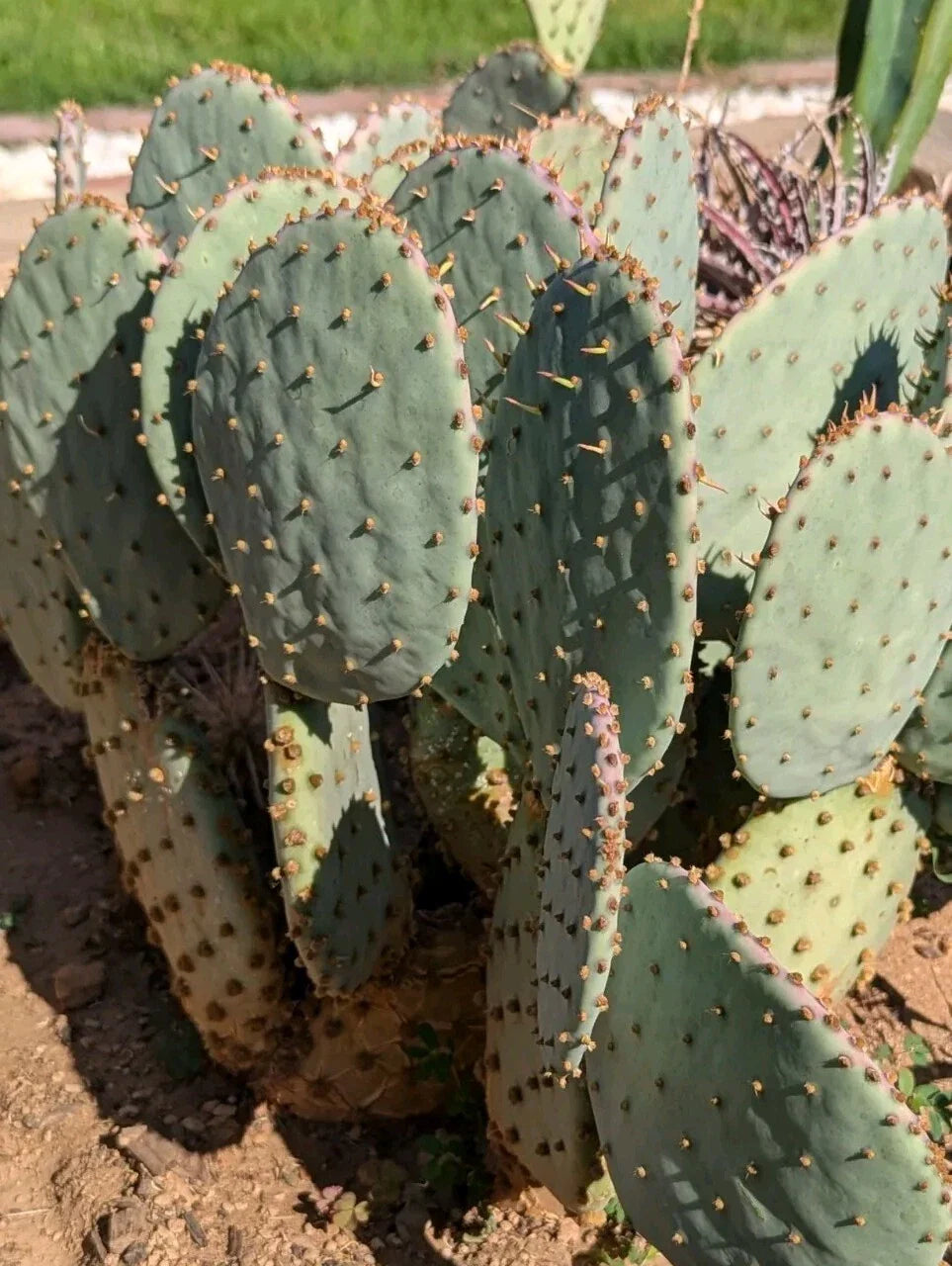 Live Cactus Plant - Fresh Cut Pad - Purple Prickly Pear Santa Rita - Opuntia santa-rita - Drought Tolerant Succulent