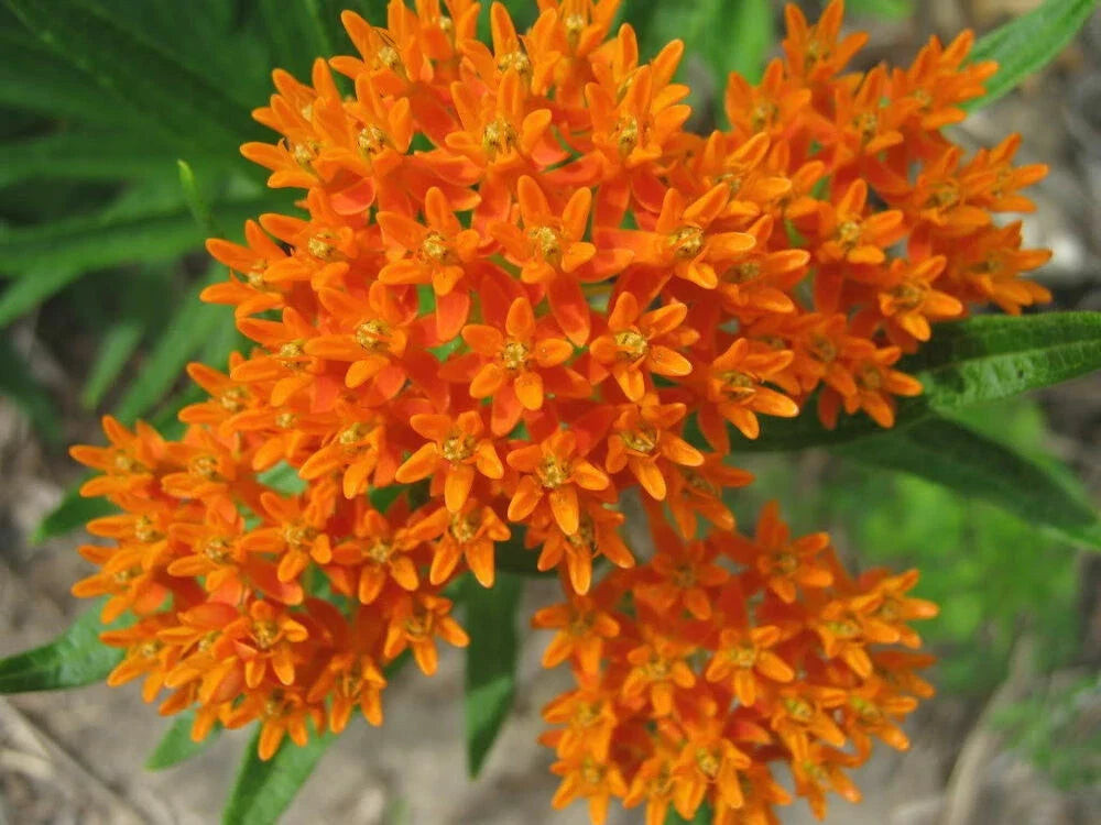 Butterfly Milkweed Seeds - 30+ Asclepias Tuberosa Perennial Native Wildflower for Pollinators
