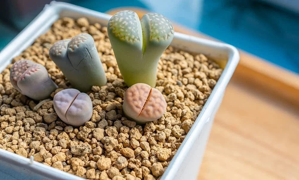 Lithops Living Stones Seeds 25 Mixed Varieties - Succulent Plant Seeds for Indoor & Outdoor Gardens