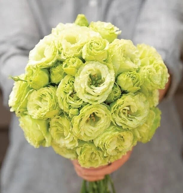 Lisianthus Flower Seeds - Pelleted 20 Clear Green Eustoma grandiflorum for Garden & Cut Flowers