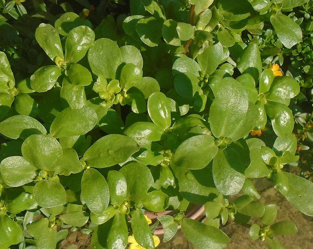 Golden Purslane Seeds - 1000 Count Portulaca Sativa - High Omega-3 Leafy Vegetable