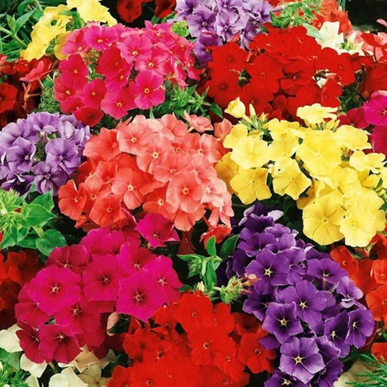 Phlox Seeds 50 Pack - Purple, Orange, Pink Perennial Flowers - Phlox paniculata - Butterfly Attracting, Easy to Grow