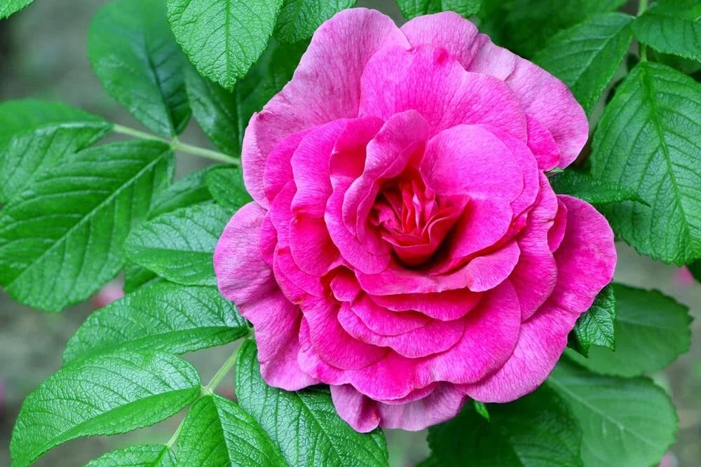 Rugosa Rose Bush Seeds 50 Pack - Red Rosa Rugosa Rubra Fragrant Hardy Shrubs for Garden