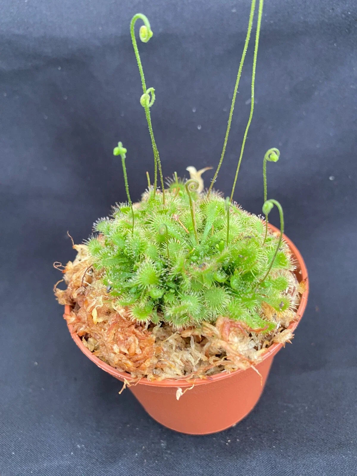 Sundew Carnivorous Plant in 2.5" Pot Drosera spathulata, Insect-Catching, Low Maintenance, Bright Light