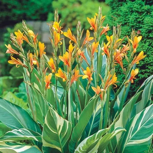Canna Lily Bulbs Stuttgart Variety - Tropical Canna indica Plant