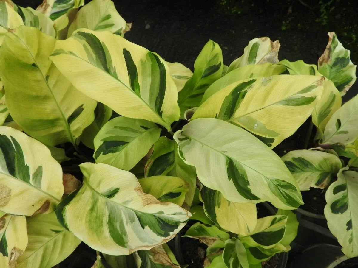 Thai Beauty Calathea Seeds – 25+ Pack for Indoor & Outdoor Gardening – Calathea ornata Foliage Seeds