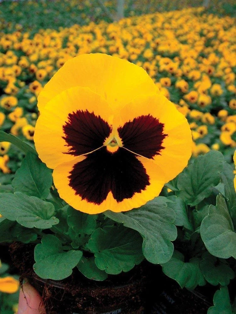 Pansy Seeds 50 Count - Delta Premium Gold with Blotch - Viola tricolor var. hortensis for Gardens & Containers