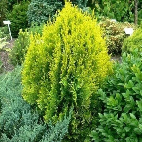 Golden Oriental Arborvitae Tree Seeds 60 Count | Drought-Resistant Evergreen Foliage | Platycladus orientalis Aurea