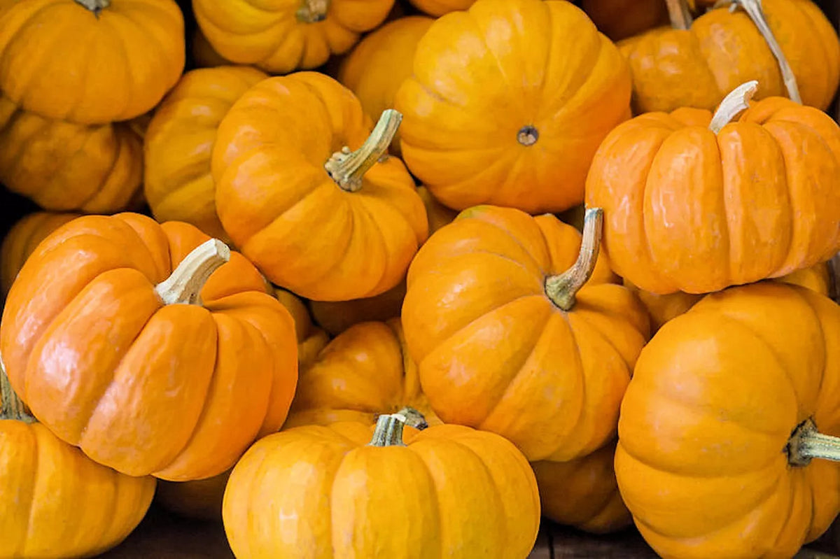Jack Be Little Pumpkin Seeds - Miniature Cucurbita pepo for Small Gardens & Containers, Fall Decorations, Edible & Crafting