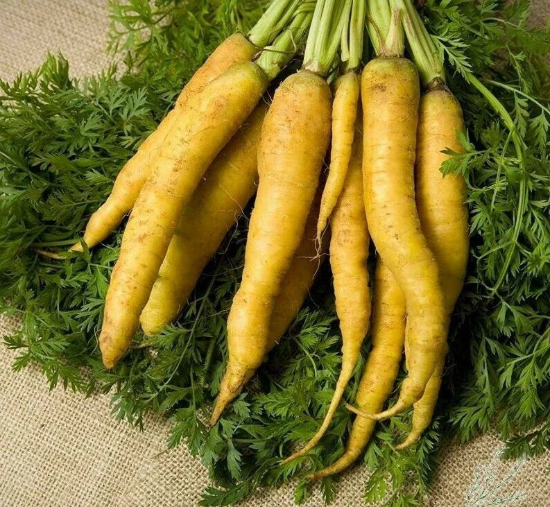 Solar Yellow Carrot Seeds 300+ Non-GMO Vegetable Seeds - Daucus carota - USA Grown