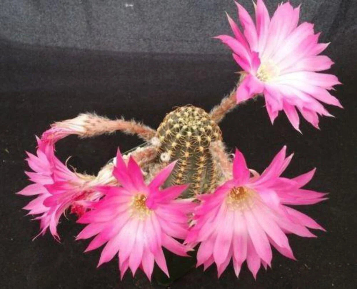 Lobivia winteriana Cactus Plant | Live Succulent | Colorful Blooms | Cactaceae Family