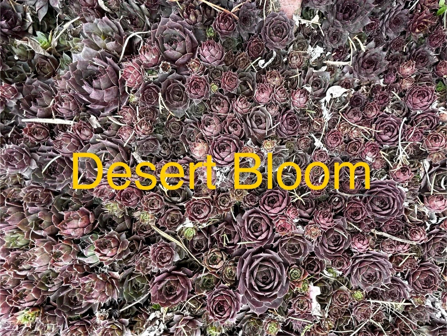Live Hardy Succulents - Hens and Chicks Sempervivum Desert Bloom Variety for Gardens & Rock Beds