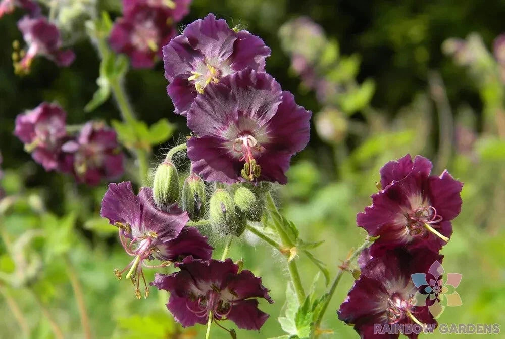 Samobor Geranium Seeds – Pelargonium × hortorum Flowering Plant Pack of 25+ Seeds for Garden, Pots & Baskets