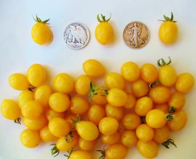 Blondkopfchen German Cherry Seeds – Sweet Cherry Variety, Prunus avium, 30 Seeds for Home Garden, Container, Bounty of Juicy Cherries