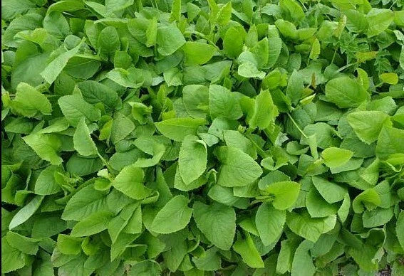Prickly Sow-Thistle Seeds 1000+ Sonchus asper Organic Non-GMO Medicinal Herb Microgreens