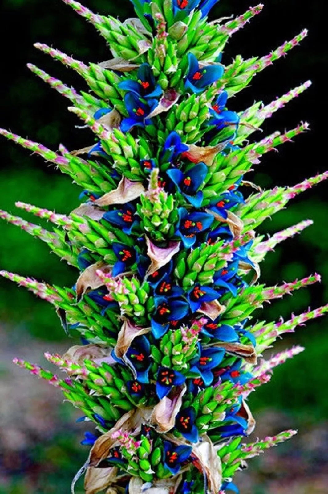 Sapphire Tower Seeds - 15 Puya spp. Rare Succulent Seeds for Planting - Unique Blue Foliage