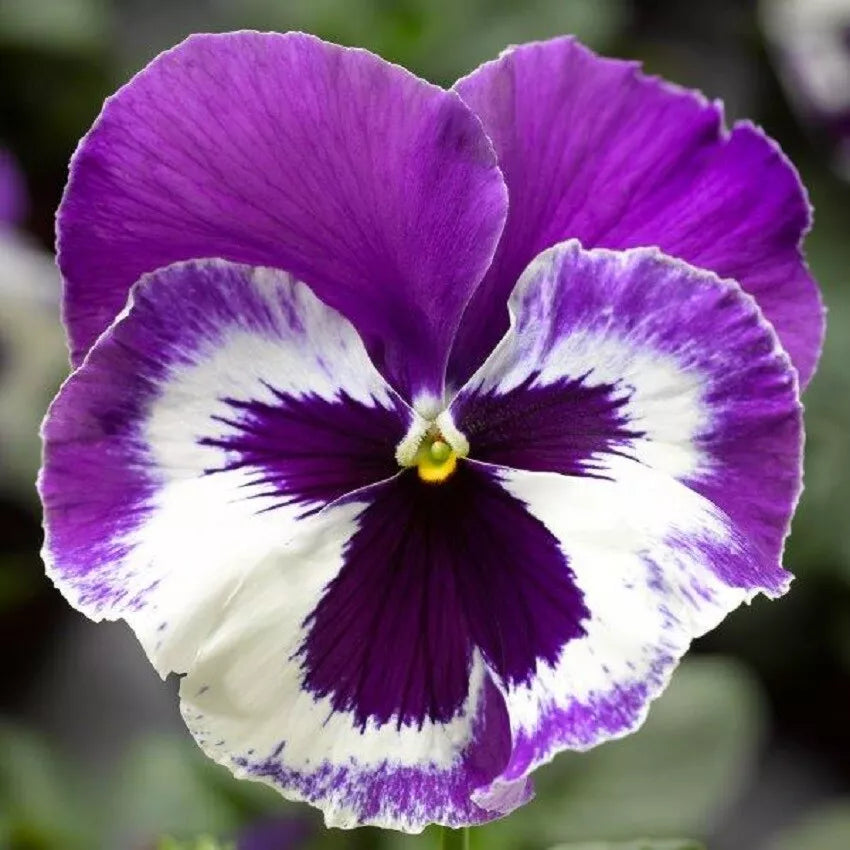 Pansy Seeds Pack – Viola x wittrockiana Delta Premium Violet White – 50 Seeds for Garden, Containers & Hanging Baskets