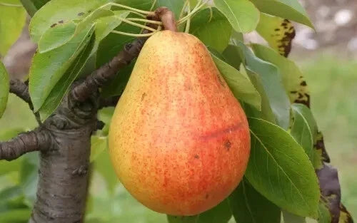 Clapp Favorite Pear Seeds – 25+ Pack for Gardening, Pyrus communis, Fruit Tree, Juicy Pears, USA Grown, Non-GMO
