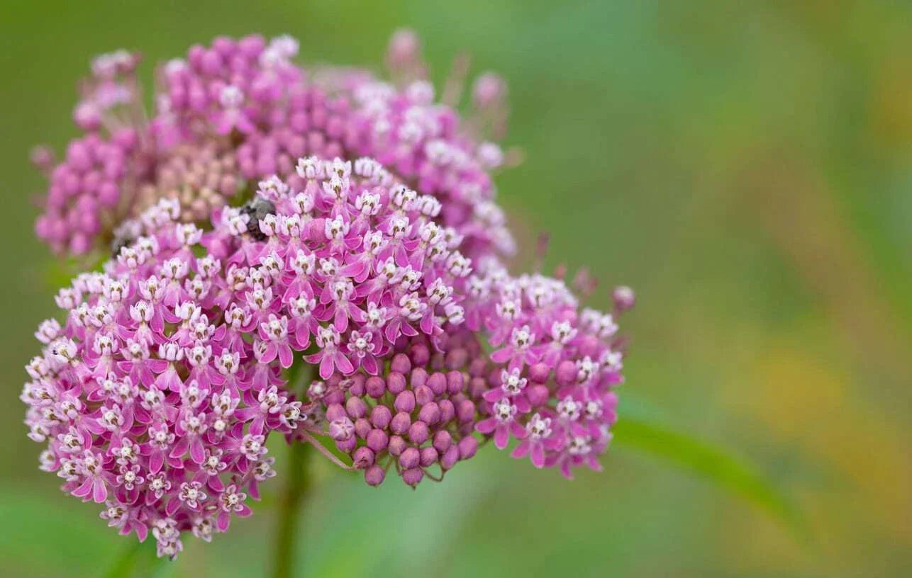 Swamp Milkweed Seeds - Easy Grow Rose Milkweed Asclepias Incarnata Native Pollinator Plant