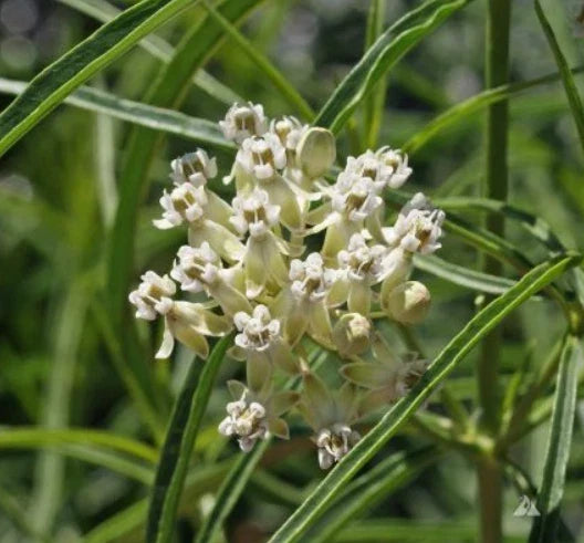 Milkweed Seeds - 30 Count - Narrow-Leaved Monarch Butterfly Host Plant - Asclepias fascicularis - Non-GMO, Native Perennial Garden Plant