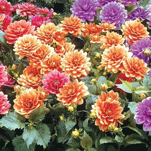 Cobra Dahlia Seeds - 25 Perennial Dahlia 'Cobra' Flower Seeds for Vibrant Blooms
