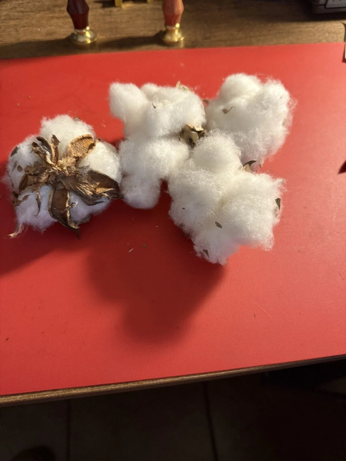U.S. Cotton Bolls Seeds - Non-GMO Gossypium hirsutum for Gardening, Crafting & Education - 100+ Viable Seeds