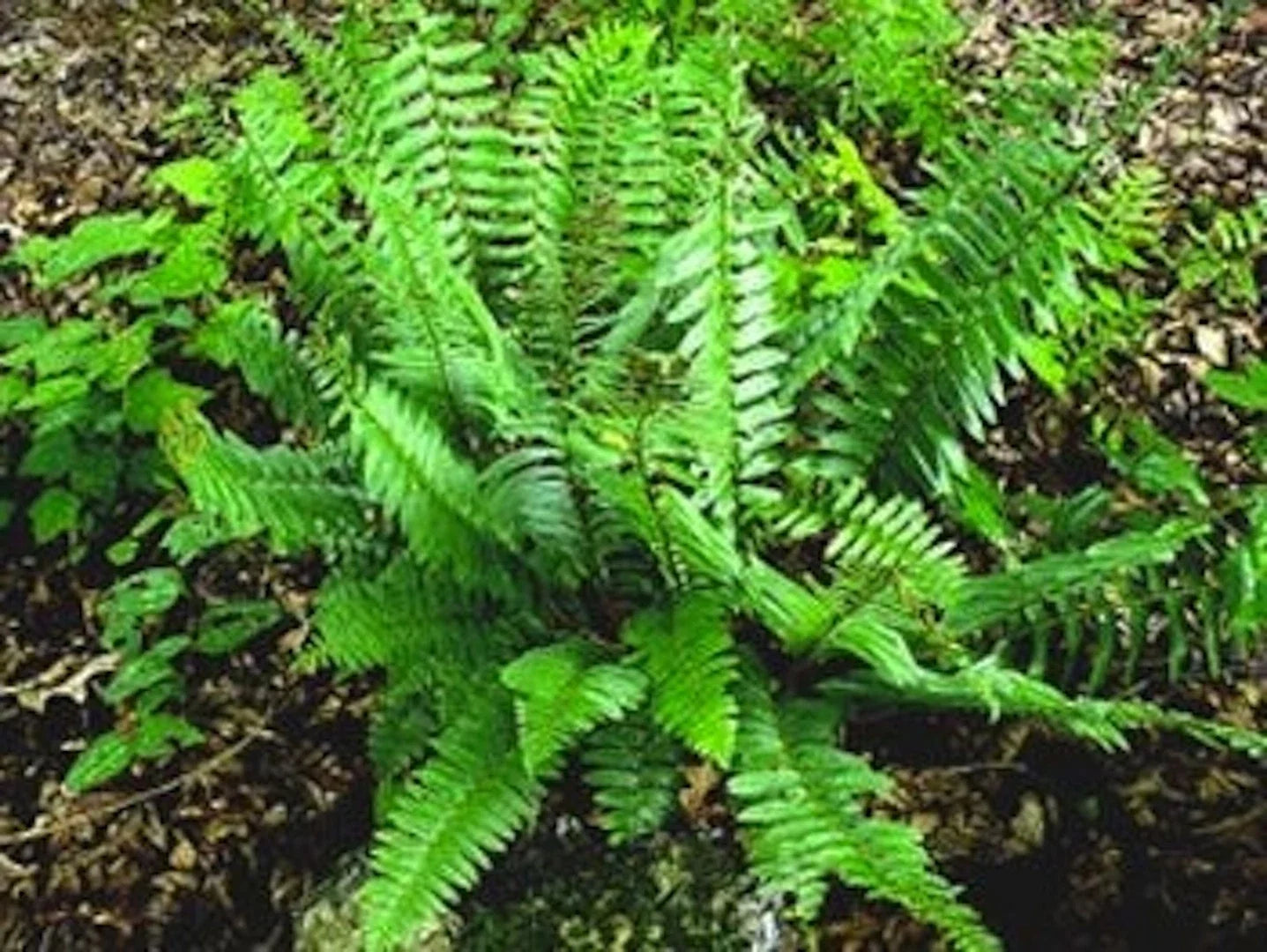 Christmas Fern Bare Root Plants – 3 Native Polystichum acrostichoides Ferns for Shade Garden, Ground Cover, Evergreen Perennials