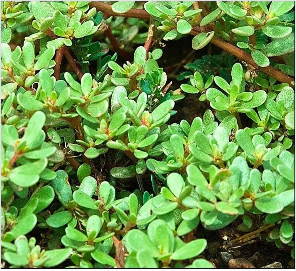 Purslane Seeds 500+ Non-GMO Garden Seeds Portulaca oleracea for Salad and Cooking