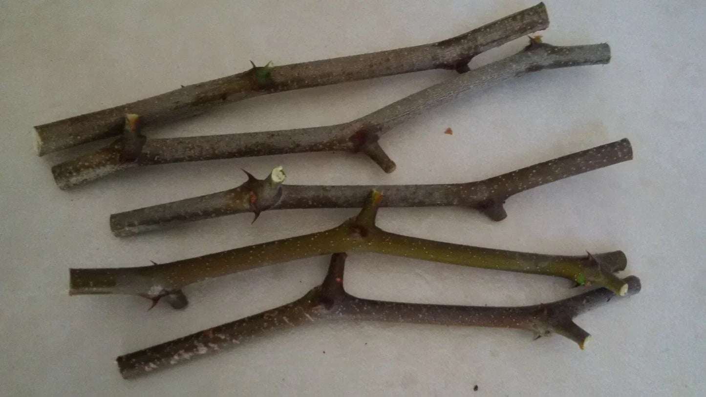 Jujube Tree Cuttings 5 Pcs - Georgia 866 & OR Lang Varieties - Chinese Date Ziziphus jujuba