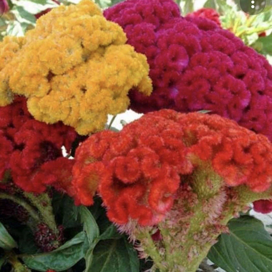 Celosia Seeds - 200+ Cockscomb Flowering Plants for Garden or Container - Celosia Cristata Annual