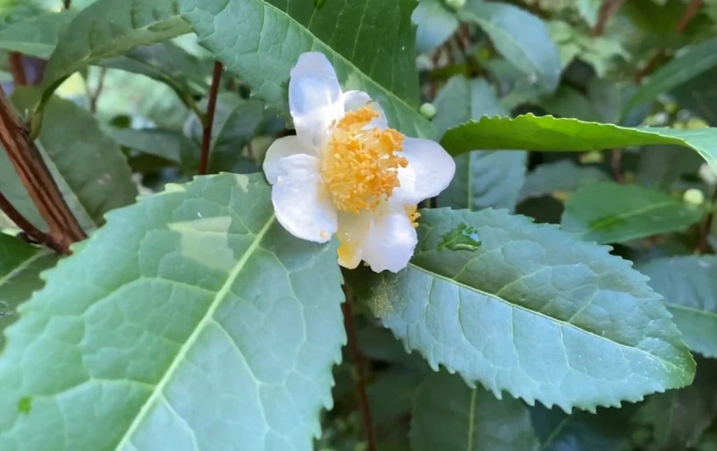 Camellia Sinensis Tea Plant Cuttings 6-Pack | Cold Hardy Zone 6b Edible Landscaping | White Flowers
