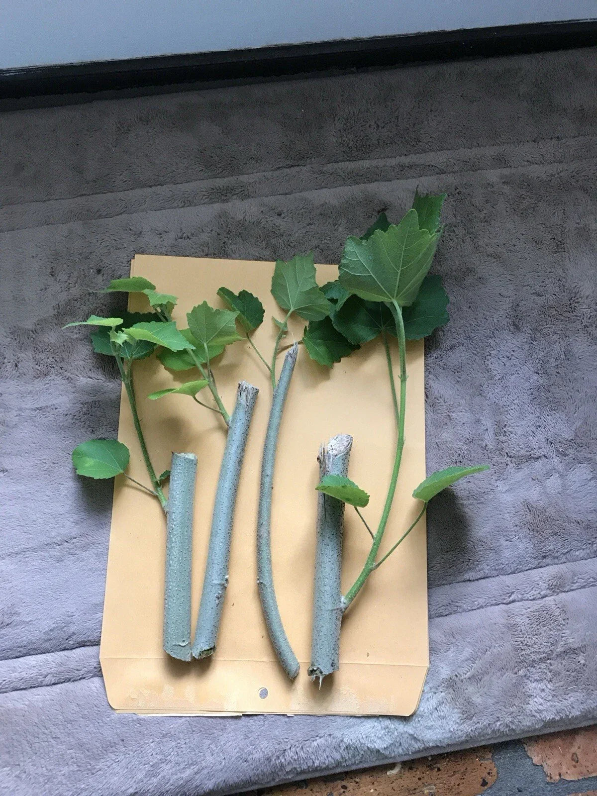 Confederate Rose Cuttings (2) - Pink Color Changing Flowers, Fast Rooting, Deer & Cold Resistant