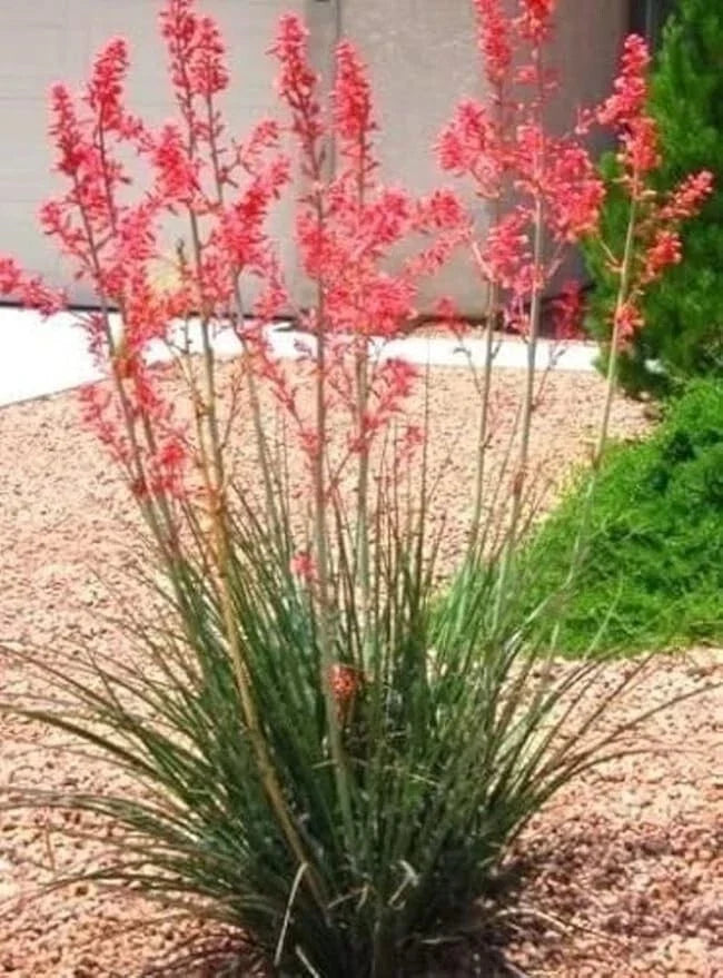 Red Yucca Seedling Bare Root 5-8" Hesperaloe parviflora Drought-Tolerant Desert Plant
