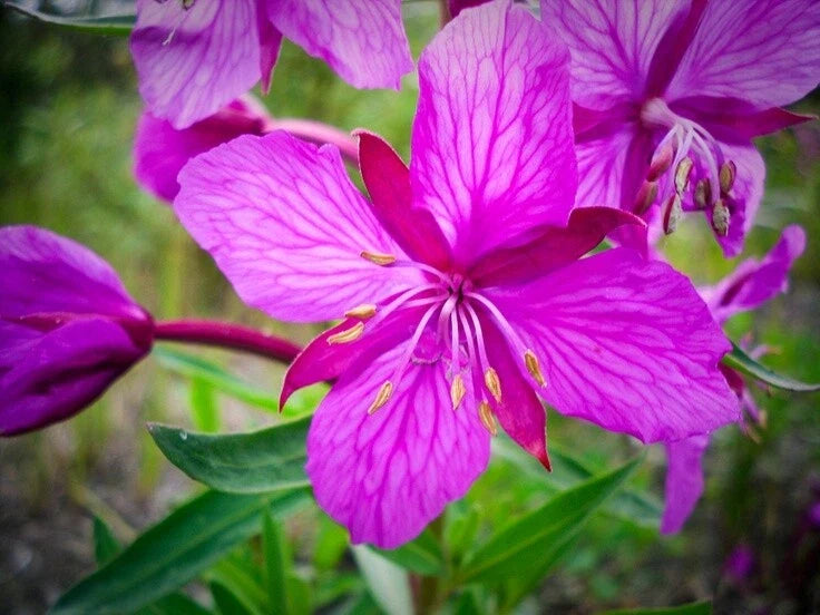 Fireweed Rhizome - Perennial Plant for Gardens & Landscaping - Pink Flowers - Chamaenerion angustifolium