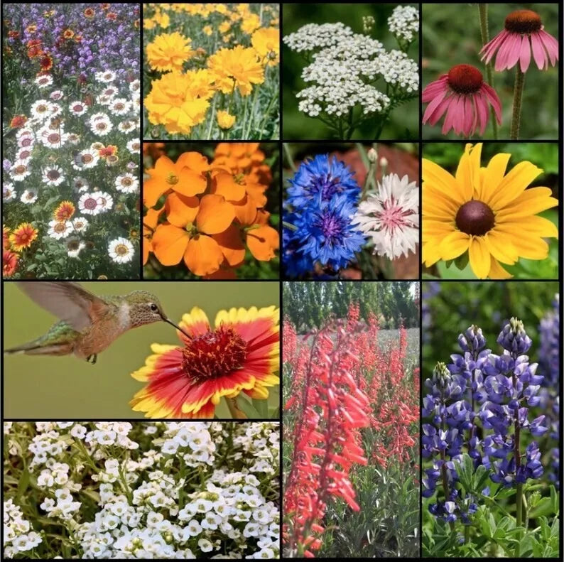 Wildflower Seed Mix - 500+ Seeds for Pollinator Gardens - Perennials & Annuals - Attract Hummingbirds & Butterflies