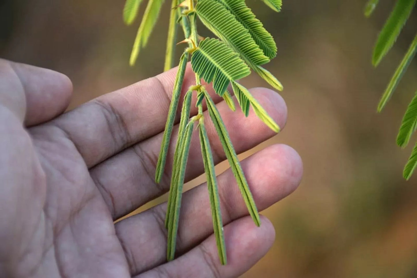 Sleeping Grass Seeds - 20 Seeds, Mimosa pudica, Sensitive Plant That Moves When Touched, Interactive Indoor & Outdoor Garden Plant