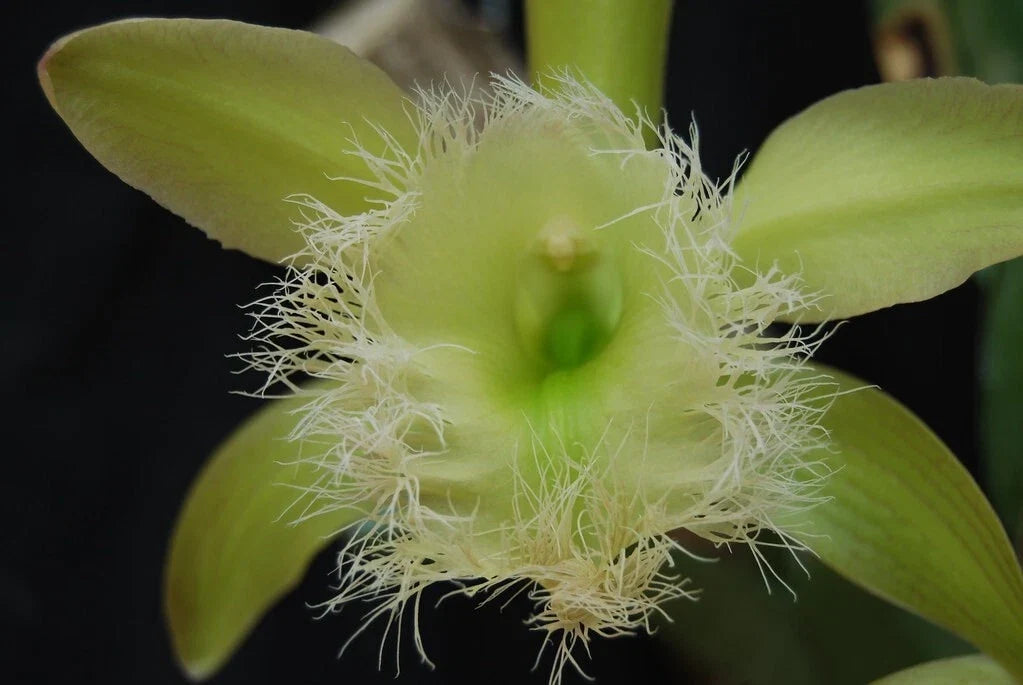 Live Orchid Plant Bare Root Division Rhyncholaelia Digbyana Lime Variety - Fragrant, Tropical Orchid, Epiphytic, Indoor & Outdoor