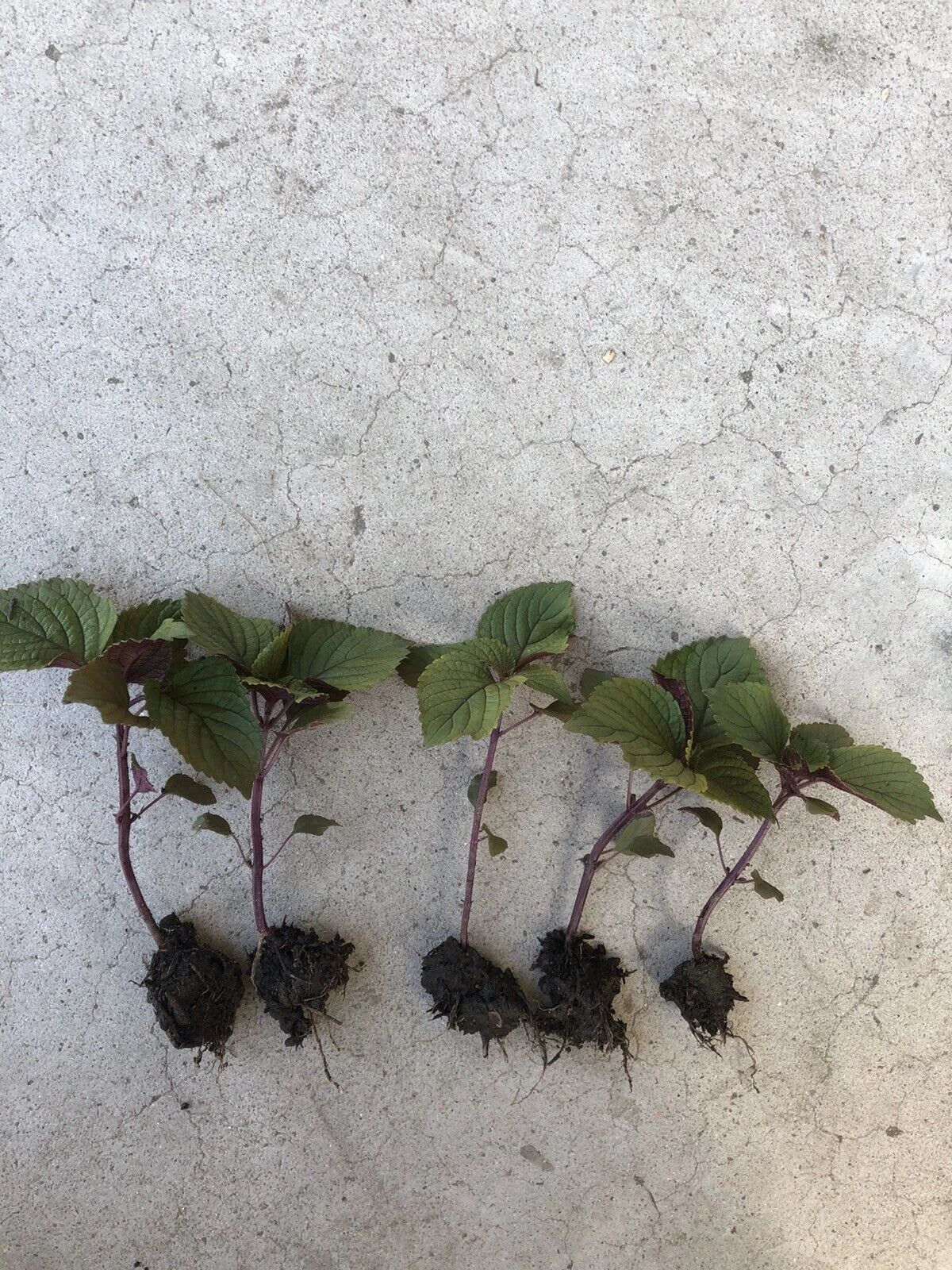 Live Purple Shiso Plants | 2 Pack | Perilla frutescens var. crispa | Edible Herb for Culinary & Garden