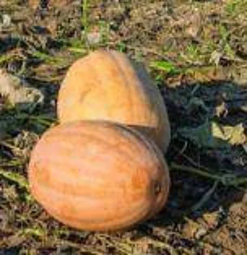 Organic Dickinson Pumpkin Seeds - 10 Pack Heirloom Cucurbita pepo USA Grown Non-GMO
