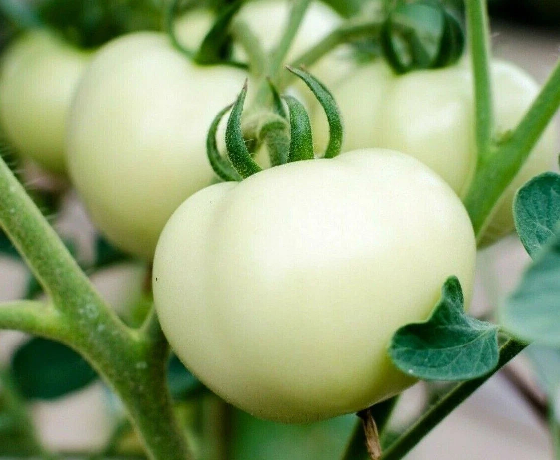 White Beefsteak Tomato Seeds - 100+ Count, Indeterminate, Solanum lycopersicum, Large Juicy White Tomatoes for Garden or Containers