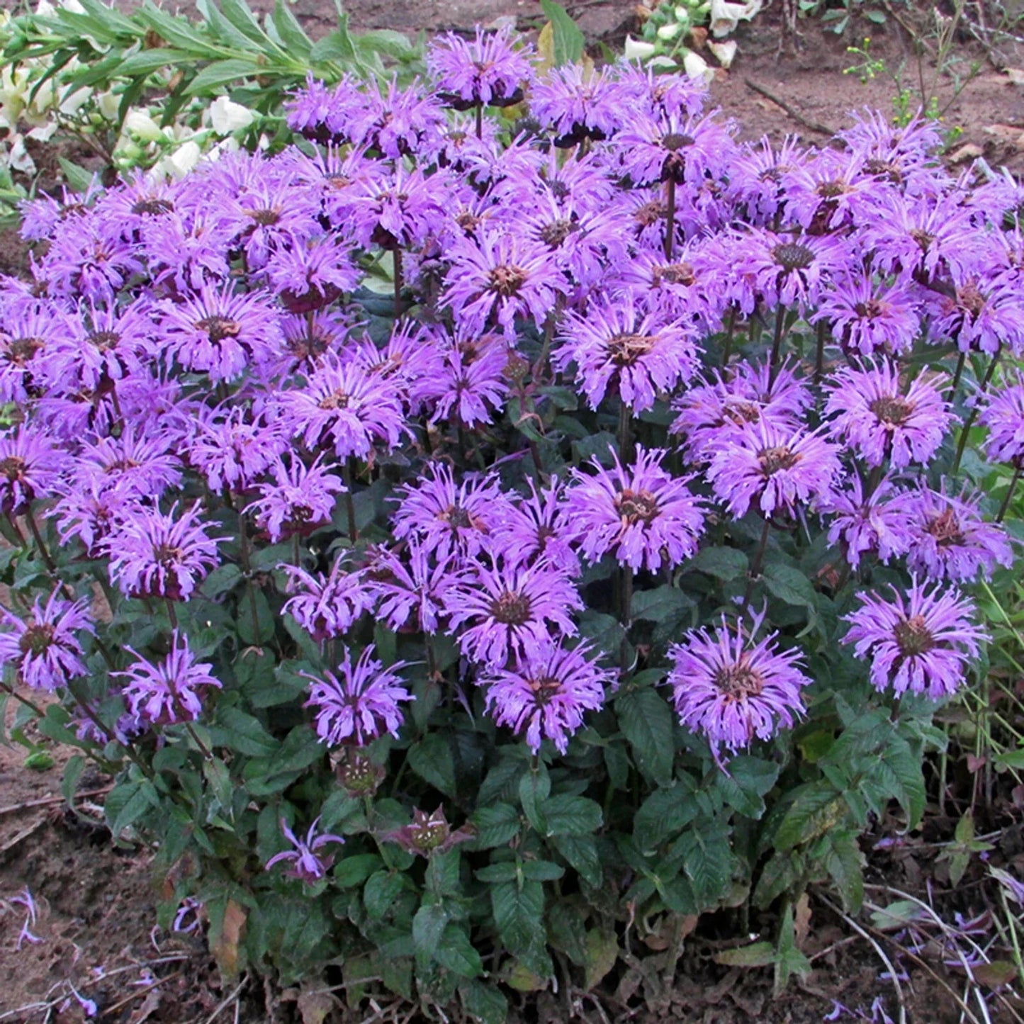 Sugar Buzz Bee Balm Seeds - 100 Pollinator-Friendly Monarda didyma for Hummingbirds & Butterflies